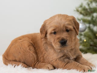 Golden Retriever dogs Holly - Ad 37