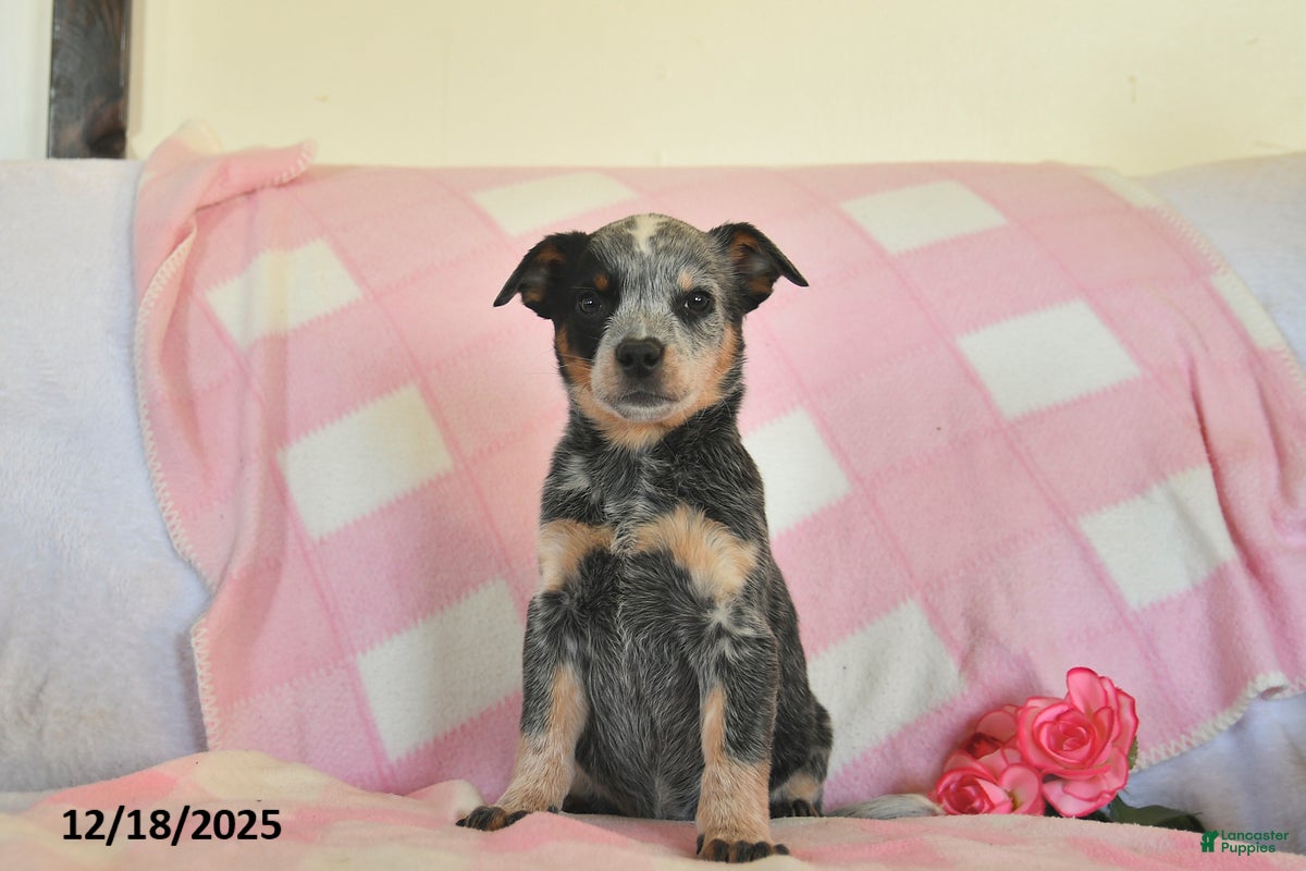 Australian Cattle Dog dogs Jody  - Ad 28
