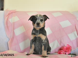 Australian Cattle Dog dogs Jody - Ad 26