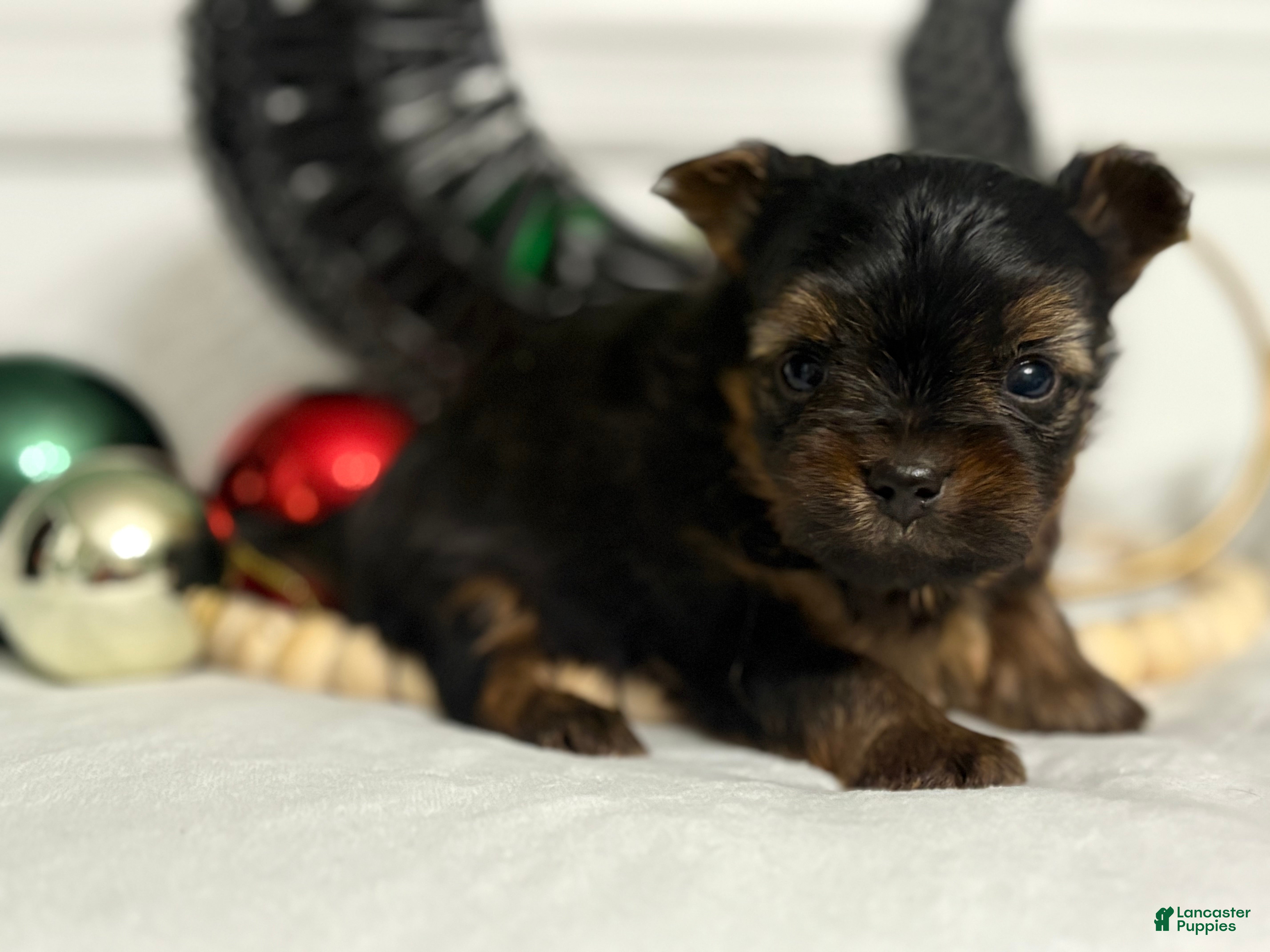 Morkie dogs TEACUP Oliver - Ad 1