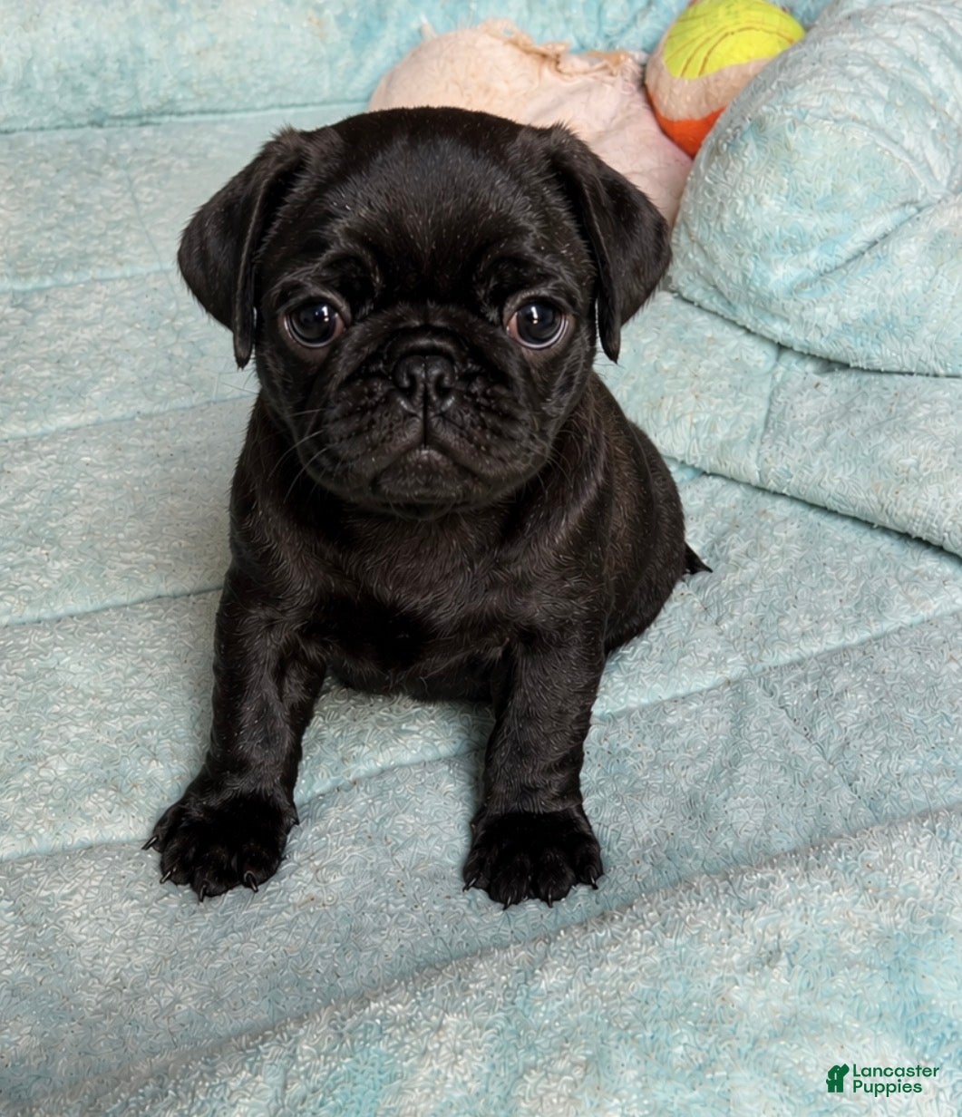 Pug dogs Rosie - Ad 1