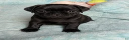 Pug dogs for sale: Rosie - Ad 5