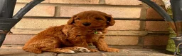 Cavapoo dogs for sale: Vicky - Ad 1