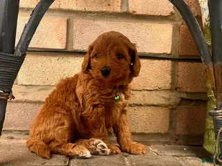 Cavapoo dogs Vicky - Ad 36