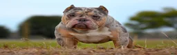 American Bully dogs for sale: Chocolate Tri Merle Female - Ad 8