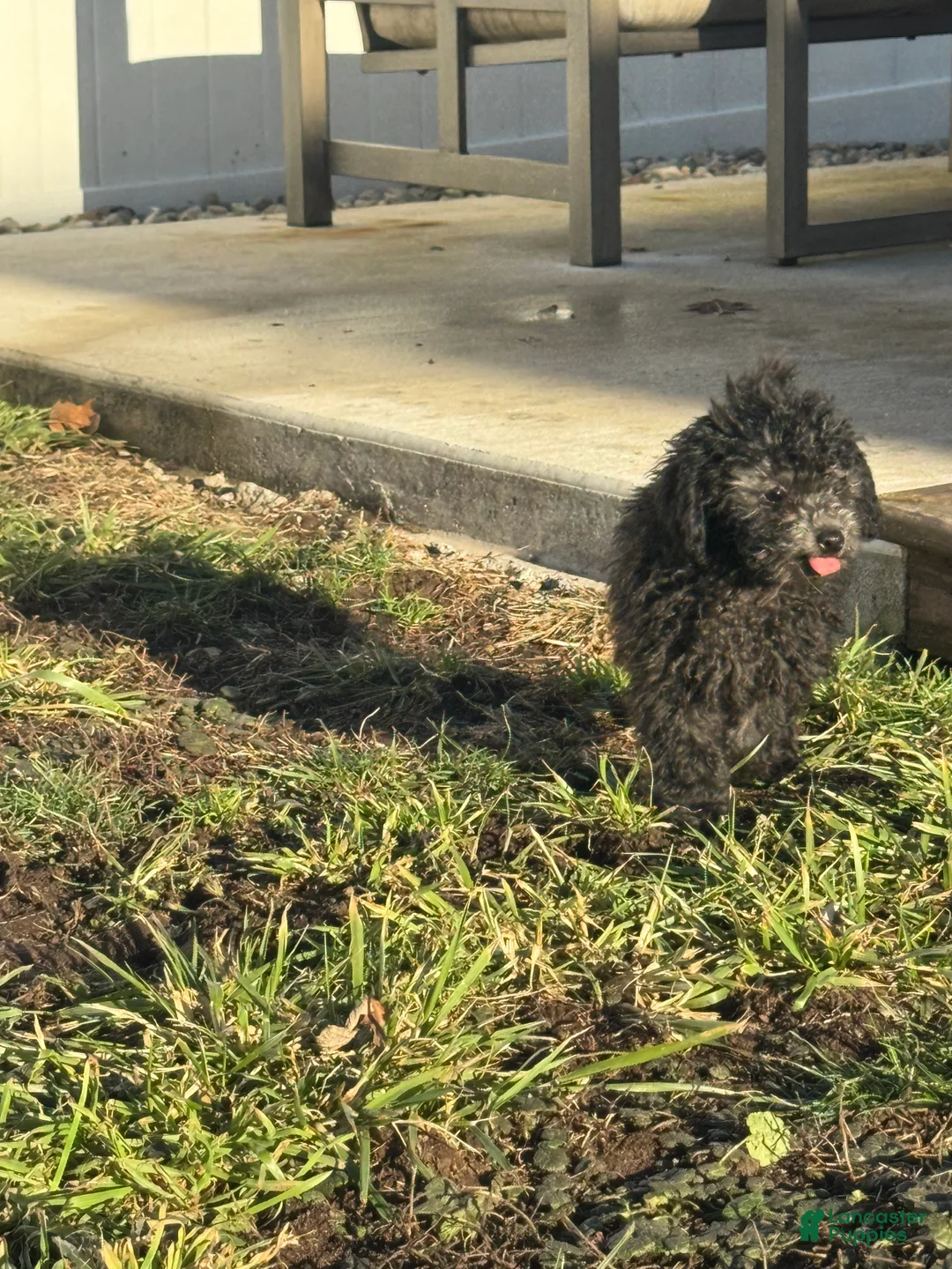 Miniature Poodle dogs for sale: Evan - Ad 4