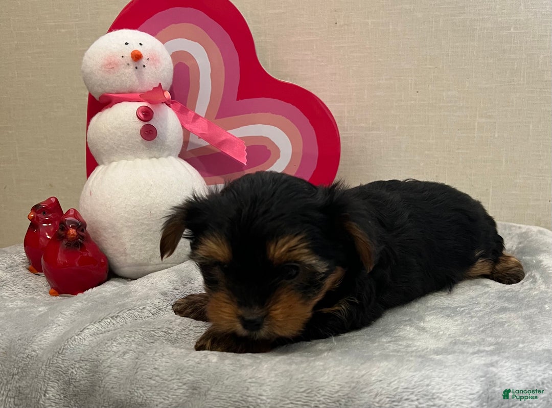 Yorkshire Terrier dogs for sale: Lance - Ad 2