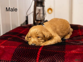 Labradoodle dogs Henry - Ad 21