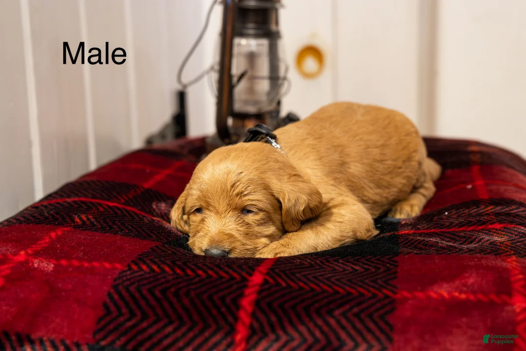 Labradoodle dogs for sale: Henry - Ad 1