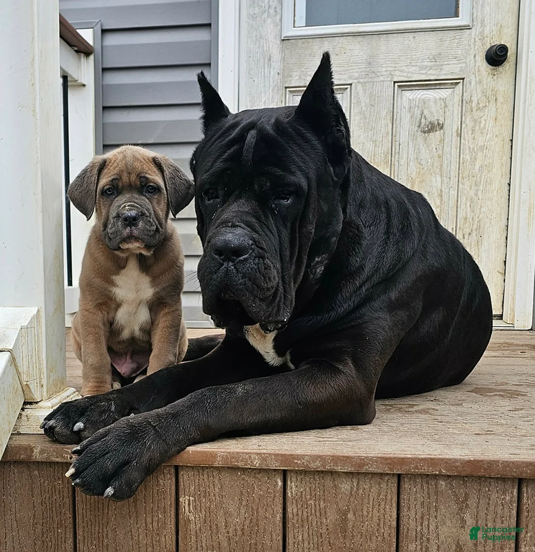 Cane Corso dogs for sale: Aria - Ad 4