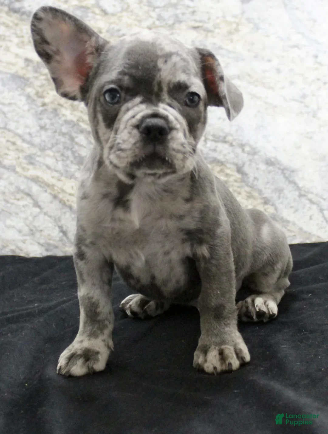 French Bulldog dogs for sale: Sawyer - Ad 7