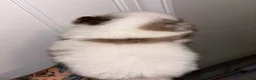 Pomeranian dogs for sale: Pomeranian 1 - Ad 2