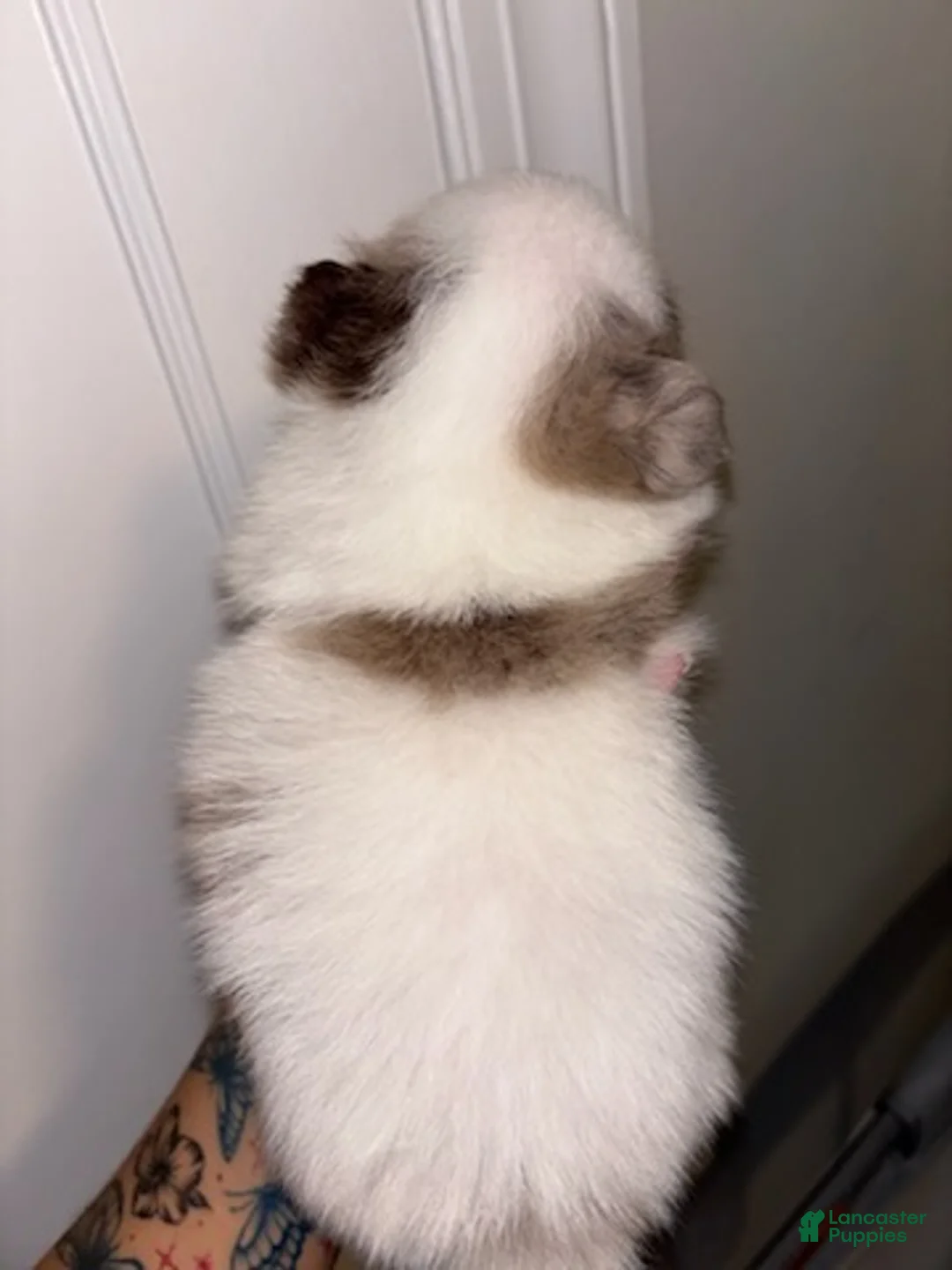 Pomeranian dogs for sale: Pomeranian 1 - Ad 2