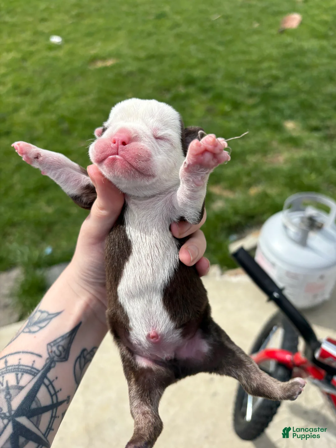 Olde English Bulldogge dogs for sale: Olde English Bulldogge Puppy 2 - Ad 1