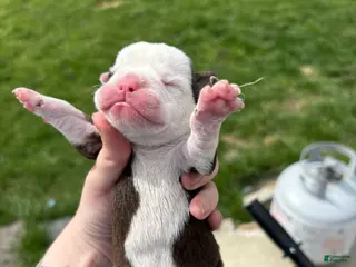 Olde English Bulldogge dogs Olde English Bulldogge Puppy 2 - Ad 29