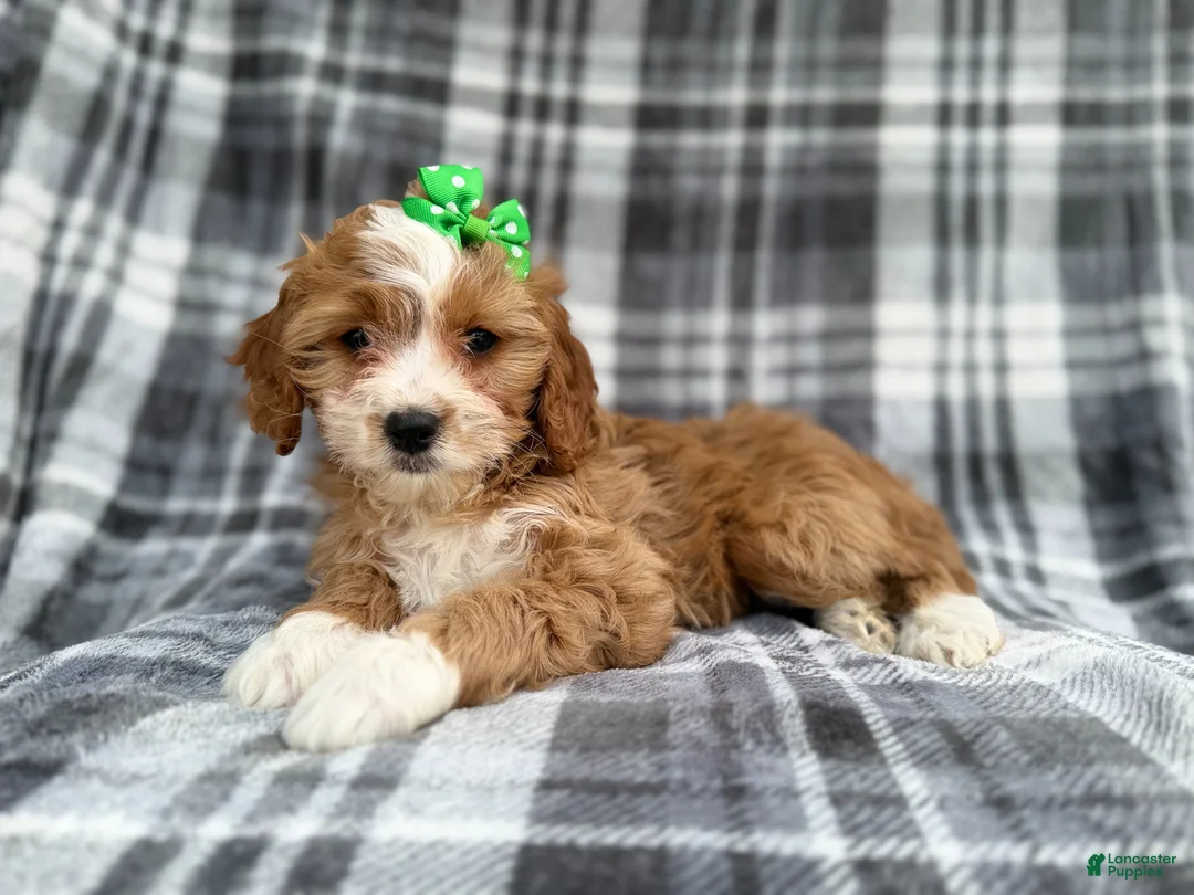 Cavapoo dogs for sale: Mia - Ad 1