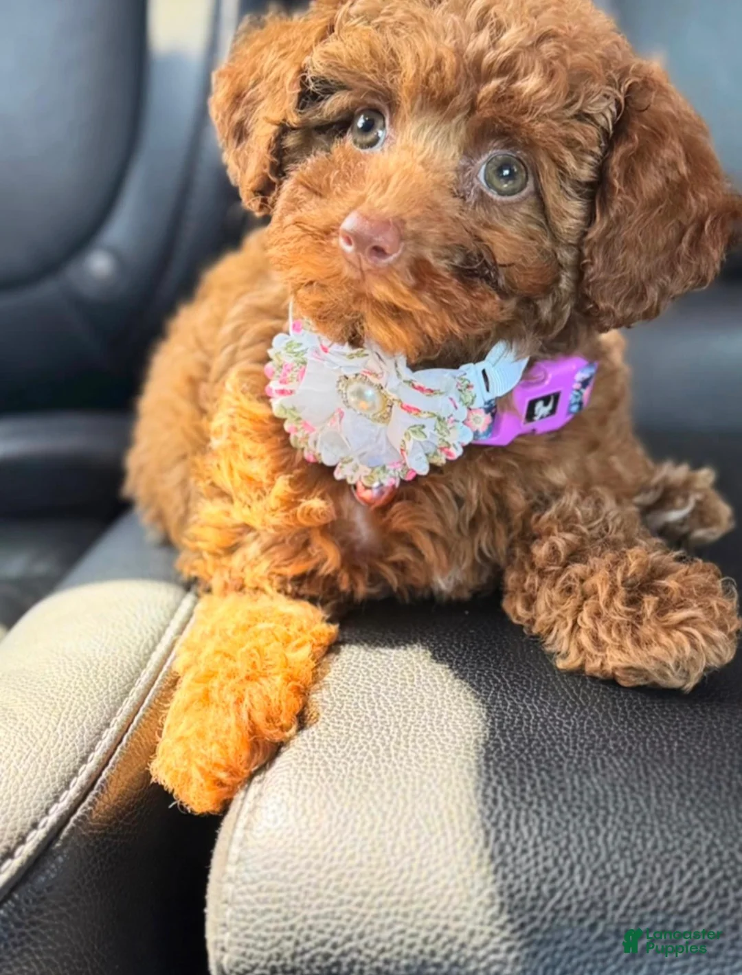 Mini Goldendoodle dogs for sale: Mini Goldendoodle Puppy 2 - Ad 2