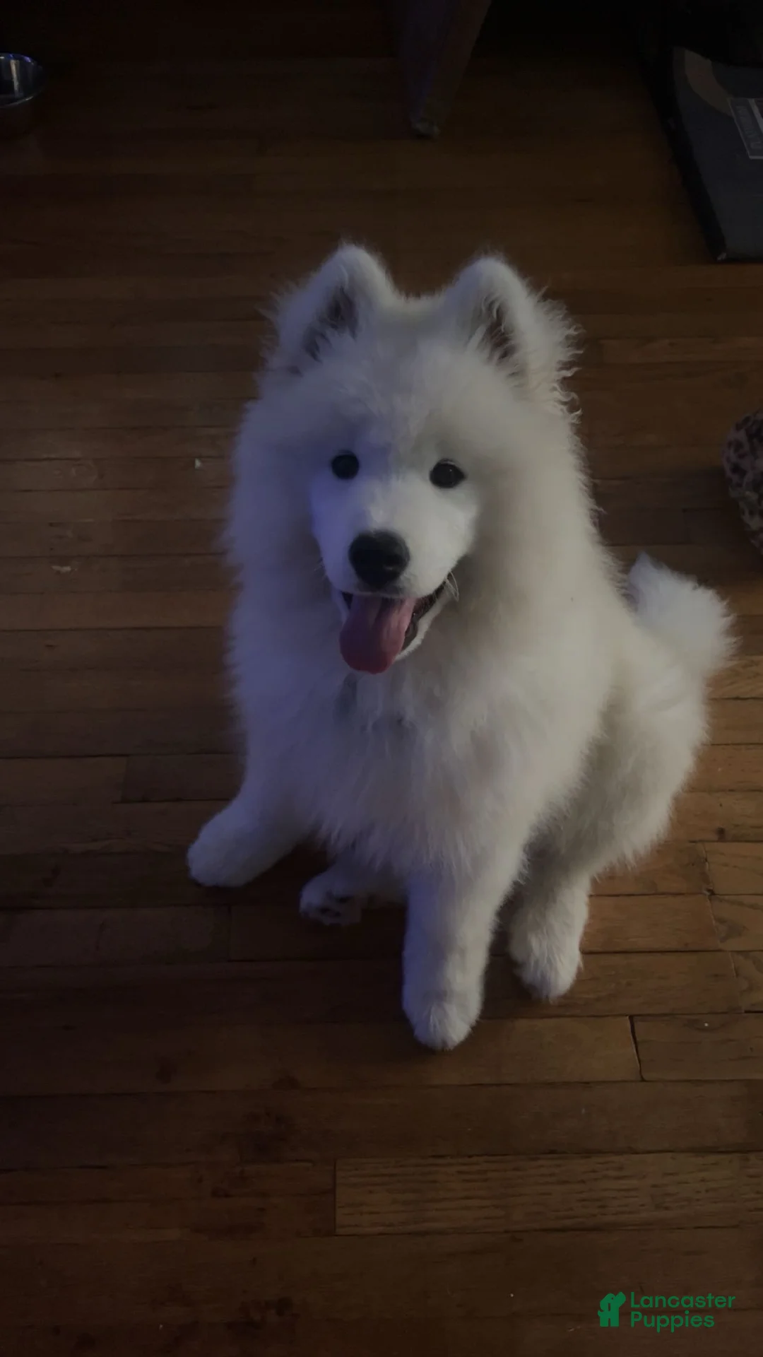 Samoyed dogs for sale: Leo - Ad 2