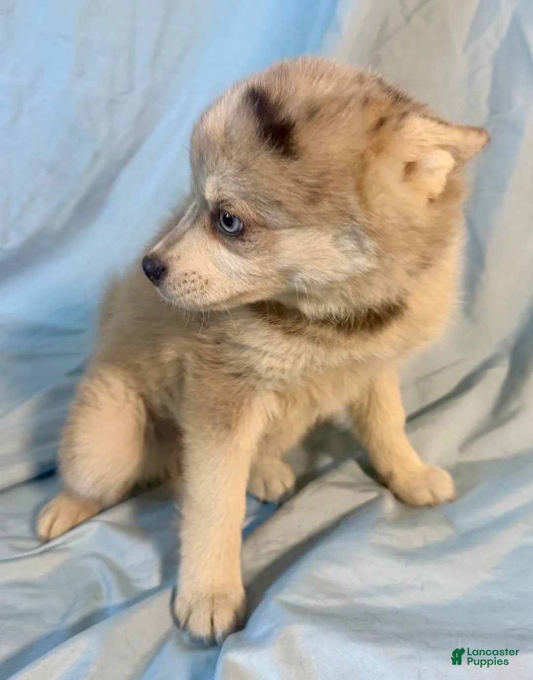 Mixed Breed dogs for sale: Brady - Merle Boy  - Ad 2