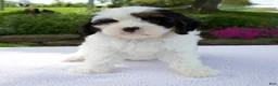 Cavapoo dogs for sale: Daisy - Ad 1
