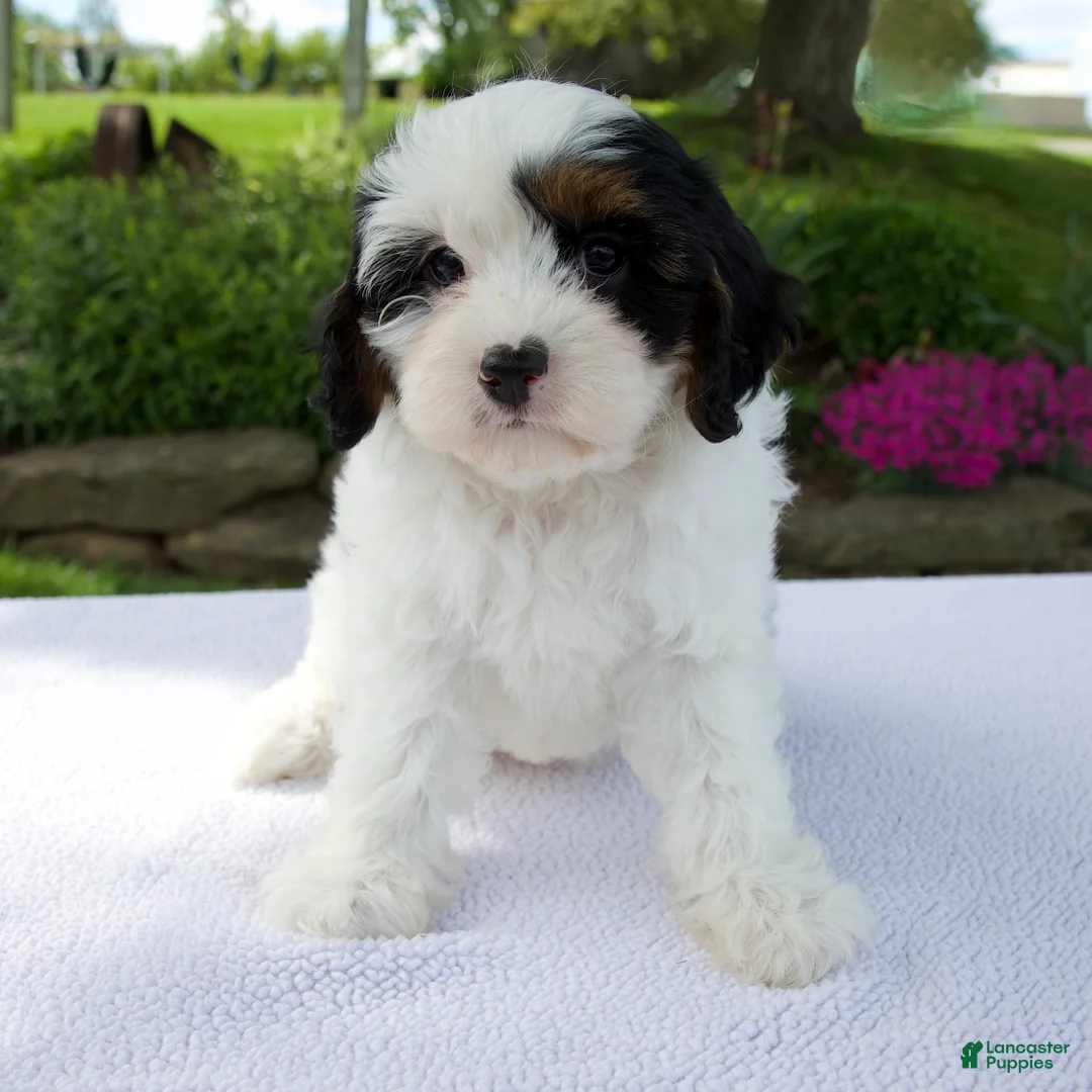 Cavapoo dogs for sale: Daisy - Ad 1
