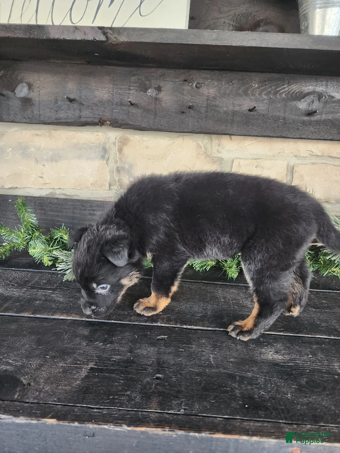 Mixed Breed dogs for sale: Ricky - Ad 9