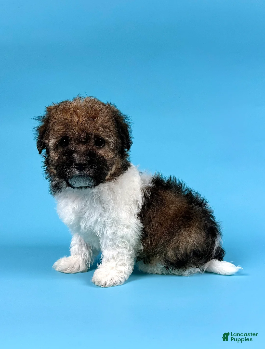 Havanese dogs for sale: DEXTER - Ad 2