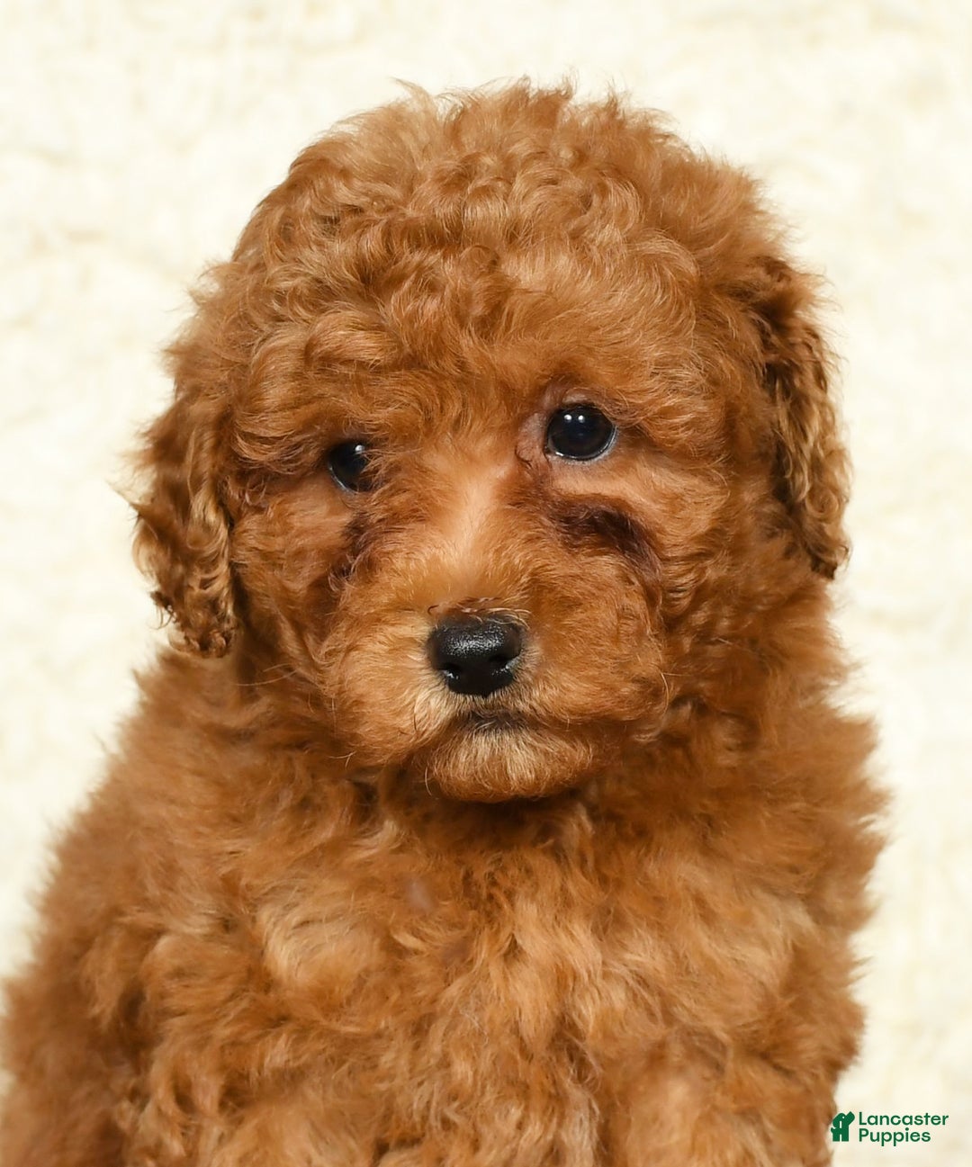 Miniature Labradoodle dogs for sale: Ditto - Ad 6