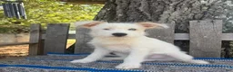 Mixed Breed dogs for sale: Lamar - Ad 5