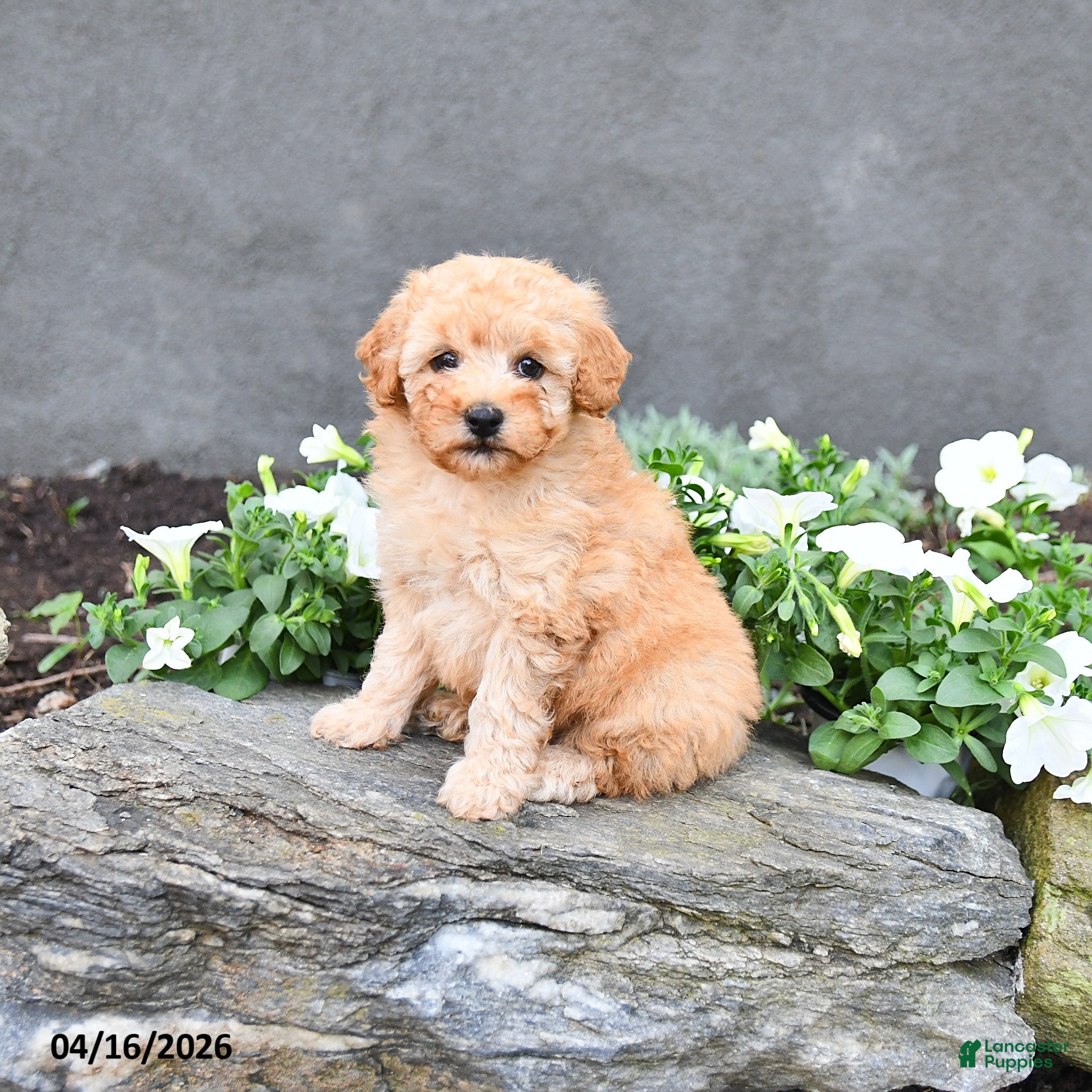 Cavapoo dogs Tommy - Ad 1