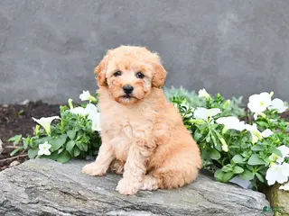 Cavapoo dogs for sale: Tommy - Ad 3