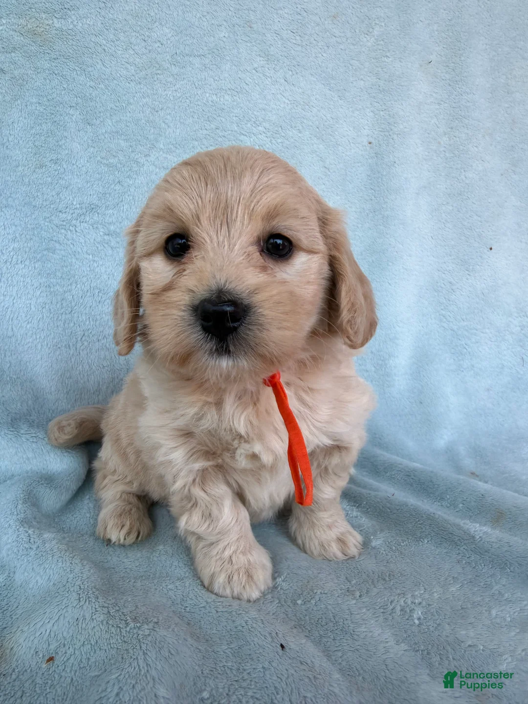 Mini Goldendoodle dogs for sale: Mini Goldendoodle Puppy 5 - Ad 1