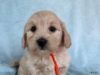 Mini Goldendoodle dogs Mini Goldendoodle Puppy 5 - Ad 38