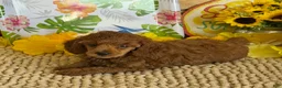 Miniature Poodle dogs for sale: Flannigan - Ad 1
