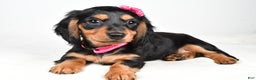 Miniature Dachshund dogs for sale: Kandra - Ad 2
