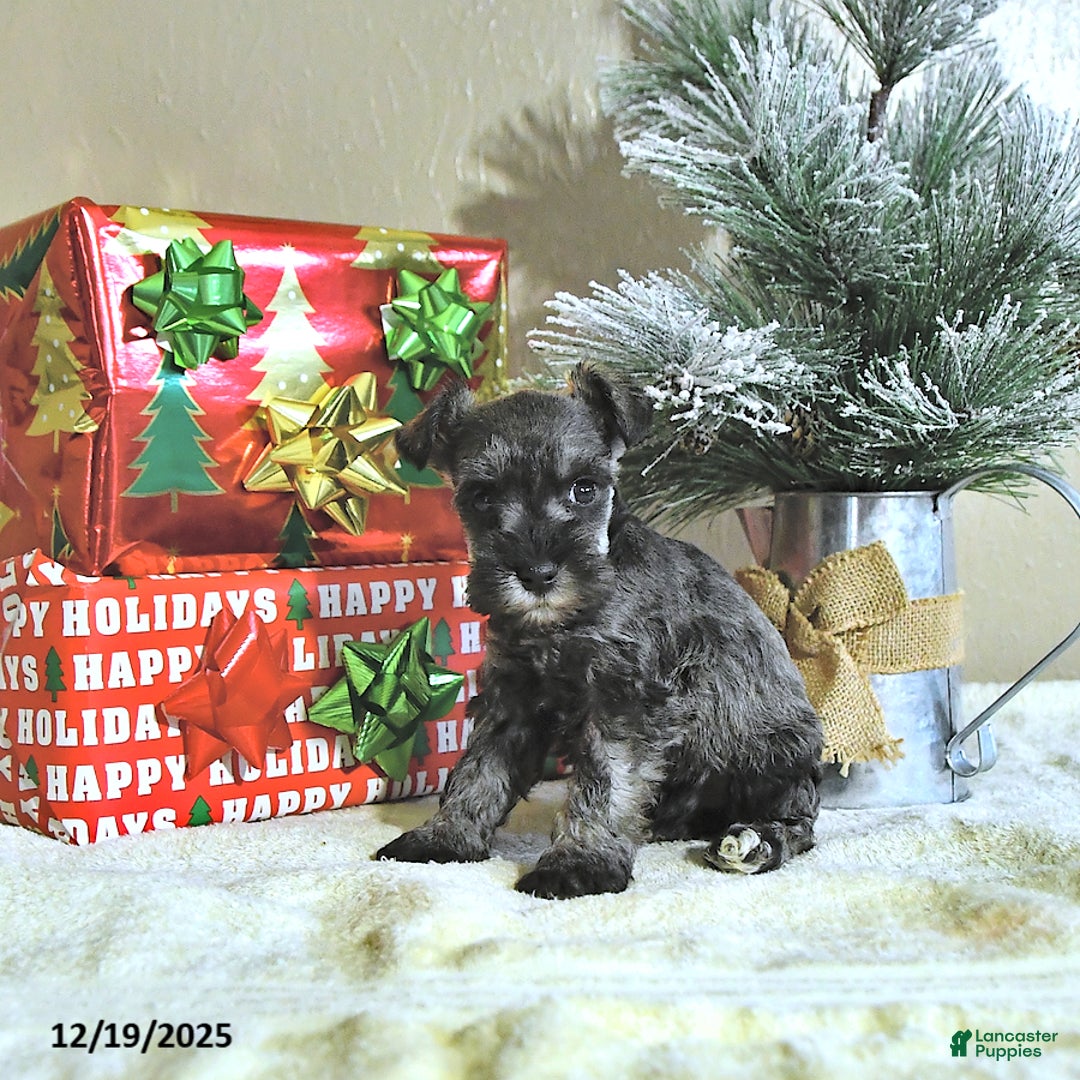 Miniature Schnauzer dogs for sale: Nash - Ad 4