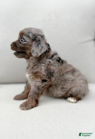 Mini Aussiedoodle dogs Force (TINY) - Ad 2