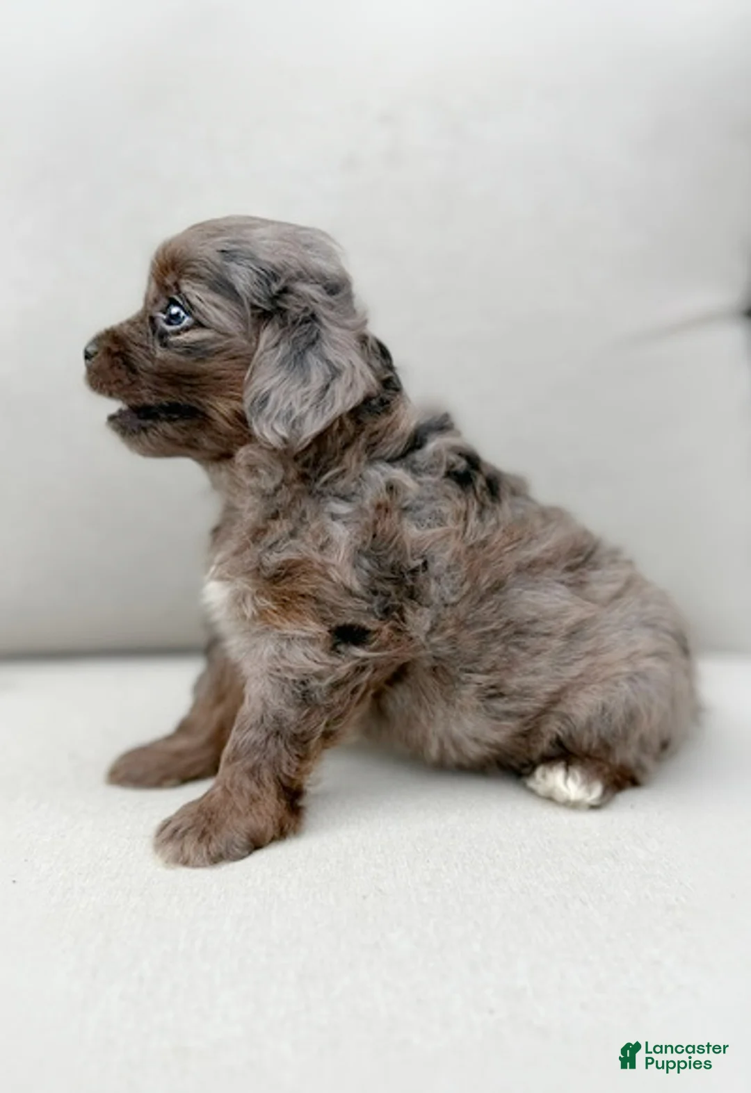 Mini Aussiedoodle dogs for sale: Force (TINY) - Ad 2