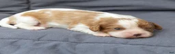 Cavalier King Charles Spaniel dogs for sale: Betty Cavalier King Charles Spaniel  - Ad 3