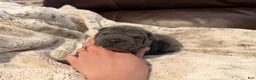Shar Pei dogs for sale: Gwen - Ad 3
