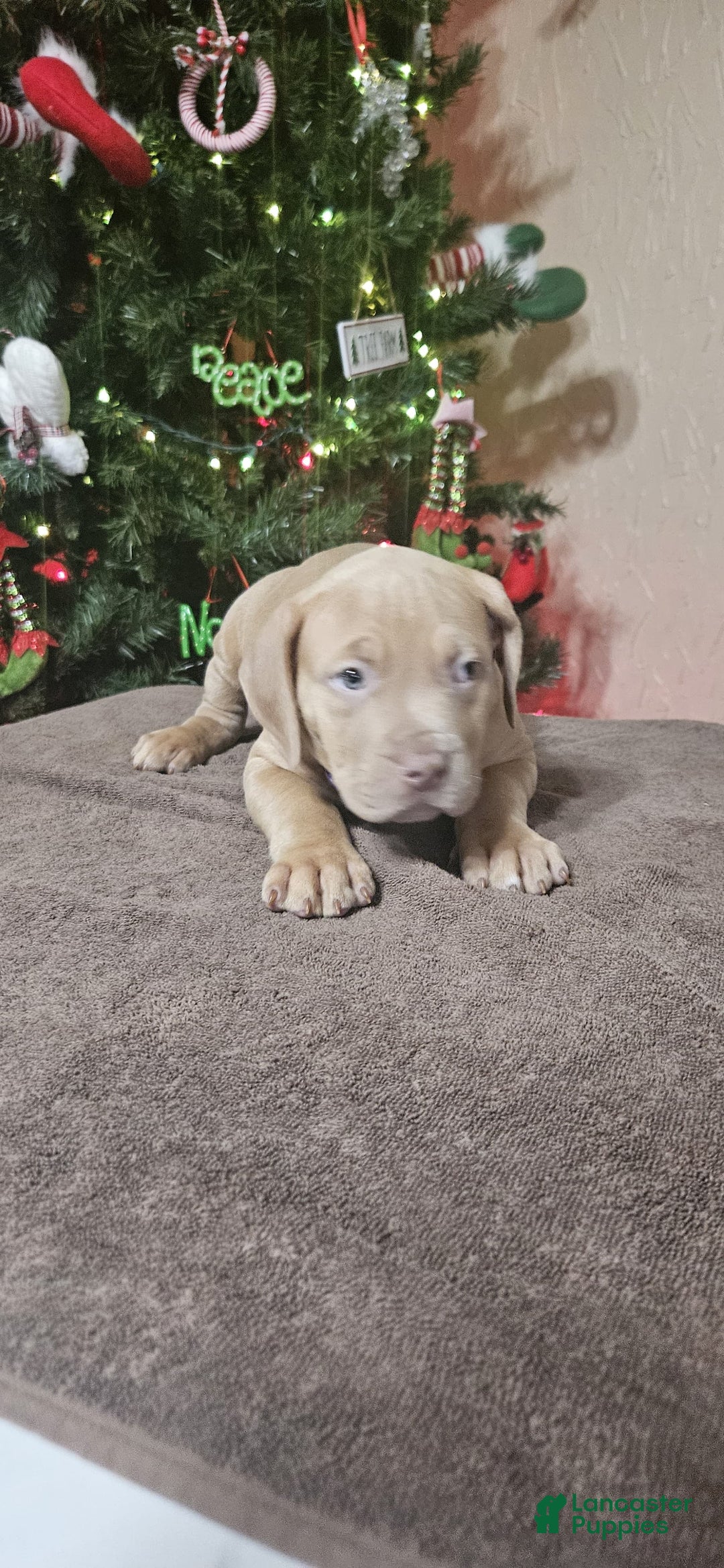 American Bully dogs for sale: Peppermint  - Ad 3