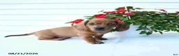 Miniature Dachshund dogs for sale: Buster - Ad 5