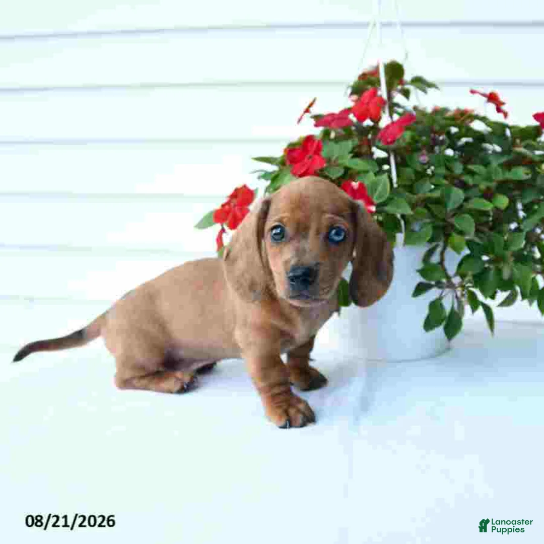Miniature Dachshund dogs for sale: Buster - Ad 5