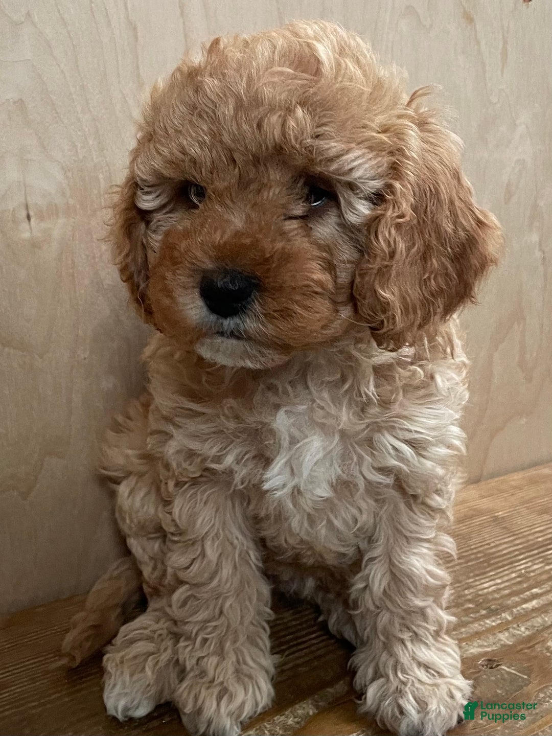 Cavapoo dogs for sale: Ginger  - Ad 3