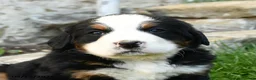 Bernese Mountain Dog dogs for sale: Heidi - Ad 3
