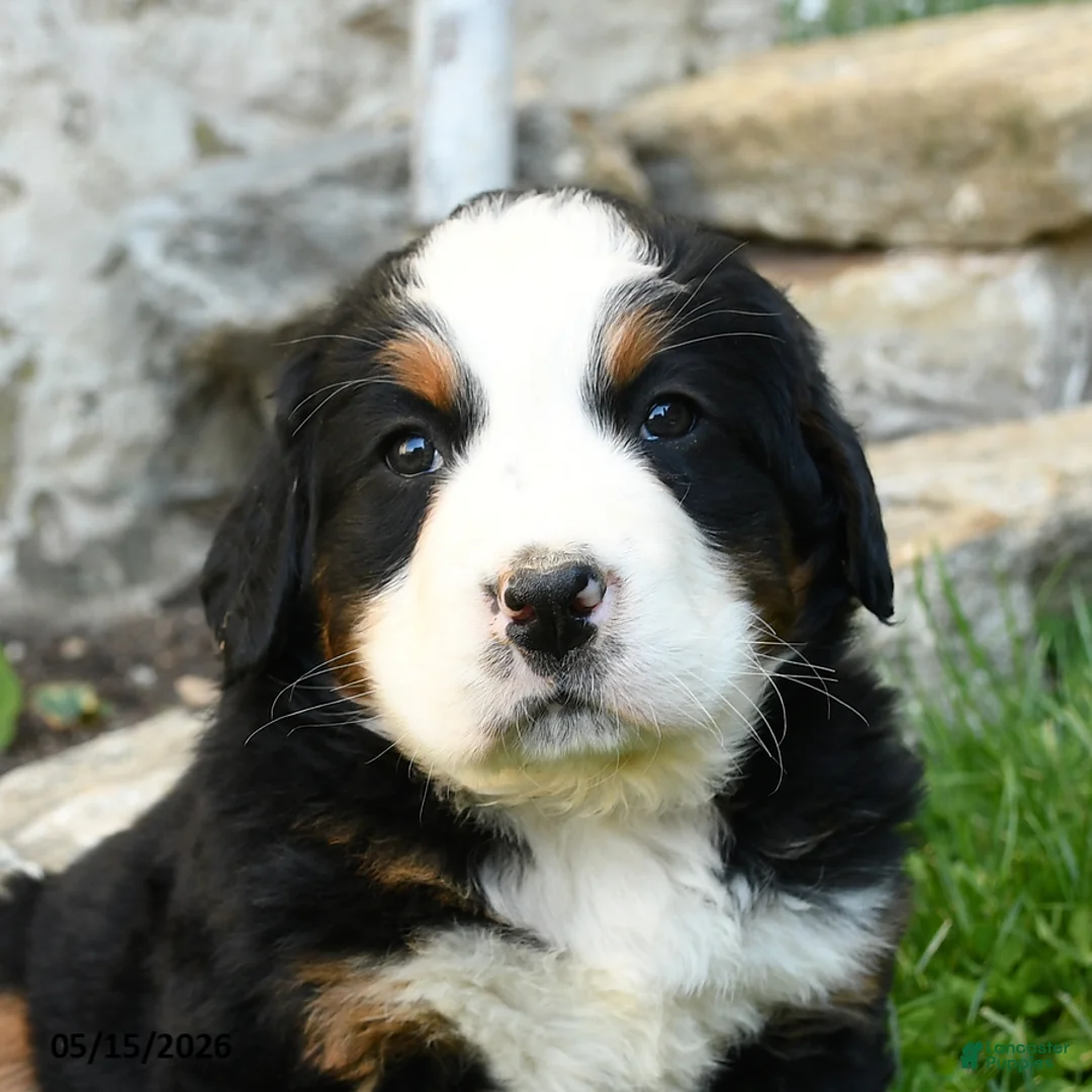 Bernese Mountain Dog dogs for sale: Heidi - Ad 3