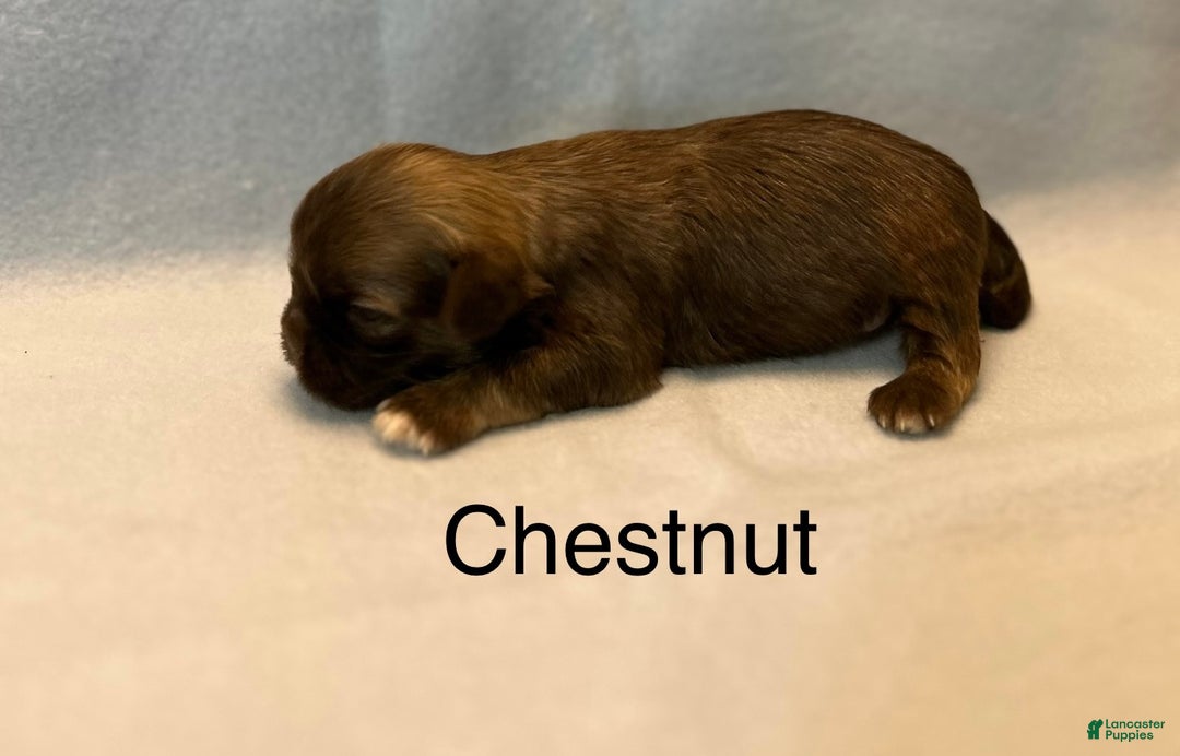 Lhasa Apso dogs for sale: Lhasa Apso Puppy 2 - Ad 3