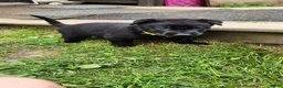 Belgian Malinois dogs for sale: Diesel (Yellow) - Ad 2