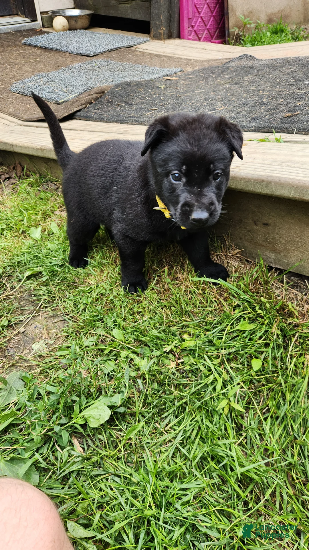 Belgian Malinois dogs for sale: Diesel (Yellow) - Ad 2