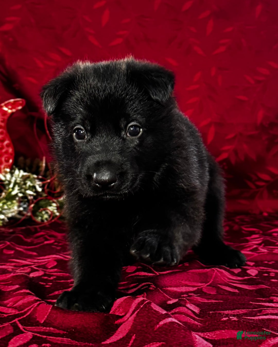 German Shepherd dogs for sale: Durango - Ad 6